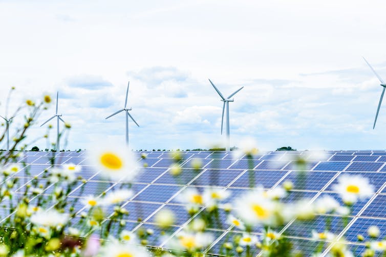 A row of solar panels obscured by daisies, with wind turbines in the background.
