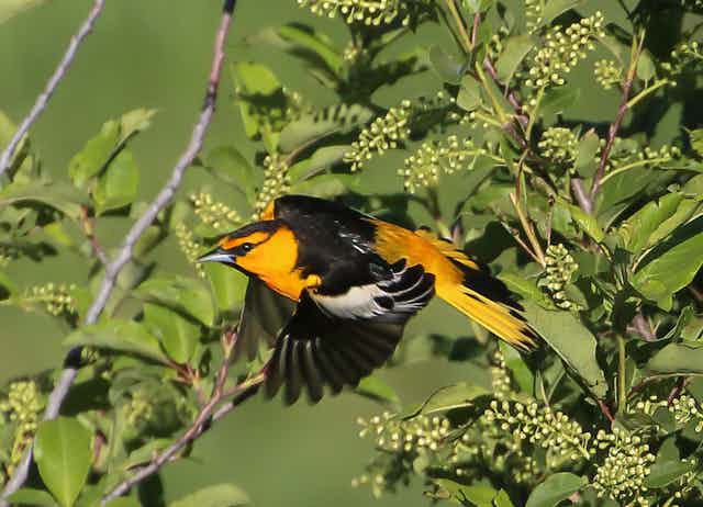 an orange and black bird lands on a branch