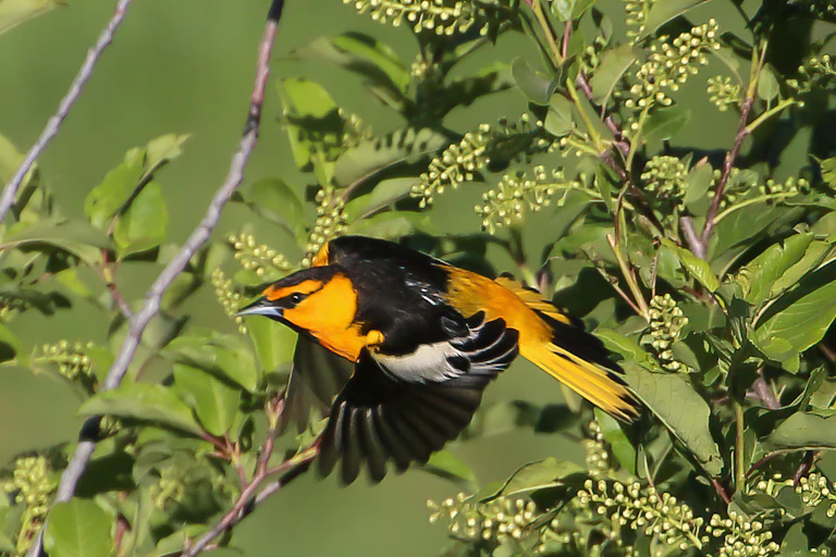an orange and black bird lands on a branch