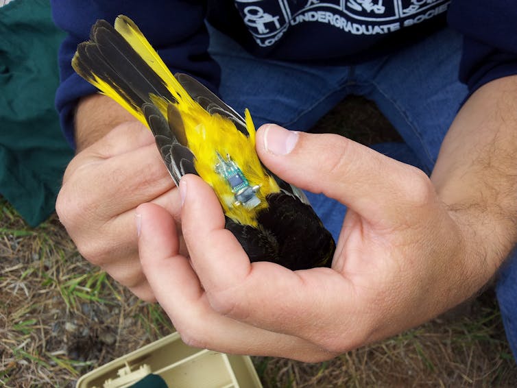 a bird is fitted with a tracking device