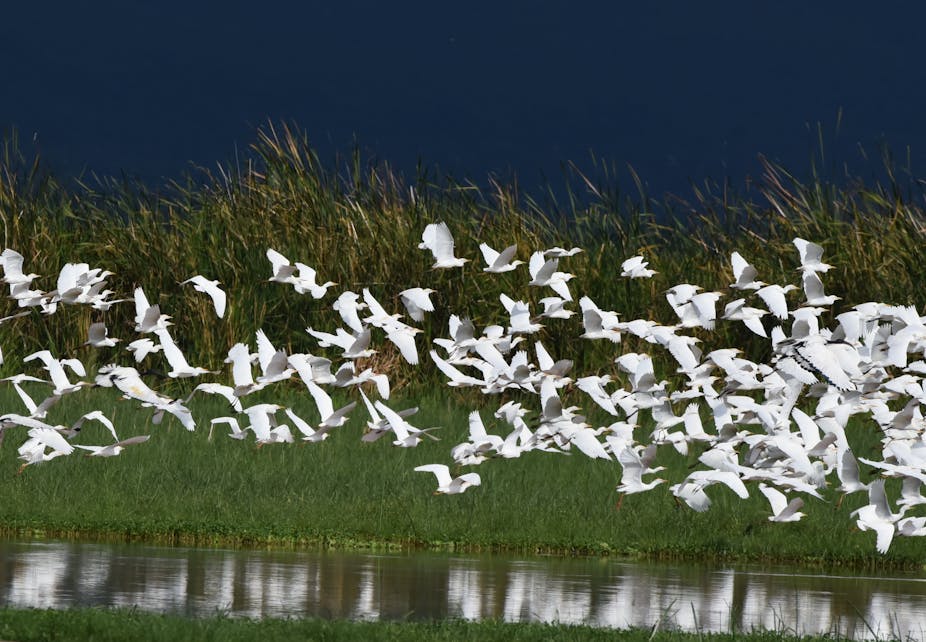A flock of birds flies close to the surface of Lake Manyara, Tanzania.