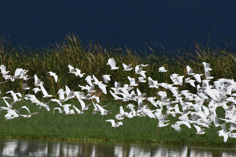 A flock of birds flies close to the surface of Lake Manyara, Tanzania.
