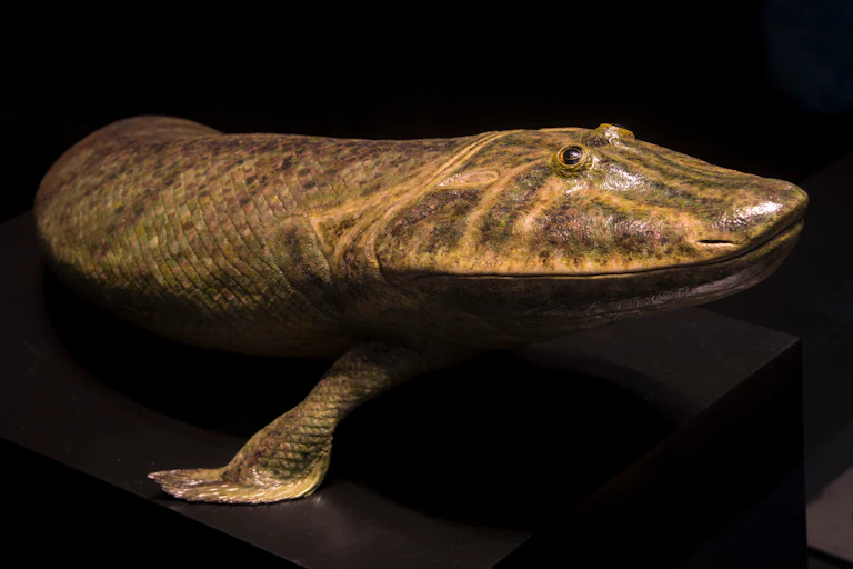 Tiktaalik genus model