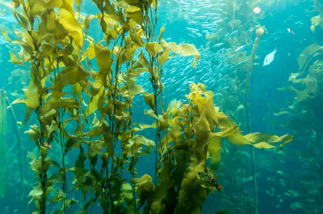 Fish swimming through strands of giant sea kelp