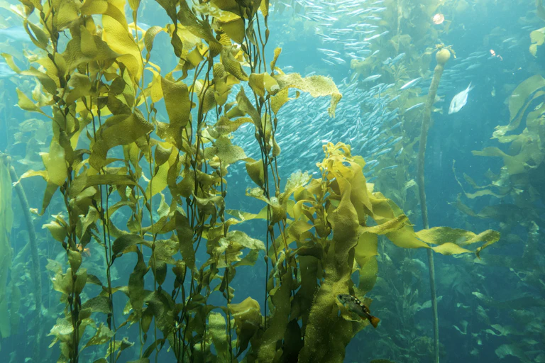 Fish swimming through strands of giant sea kelp
