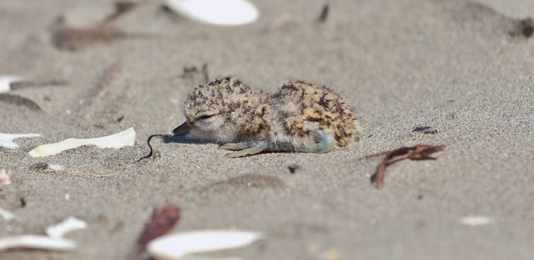 Banded dotterel chick in a snad nest