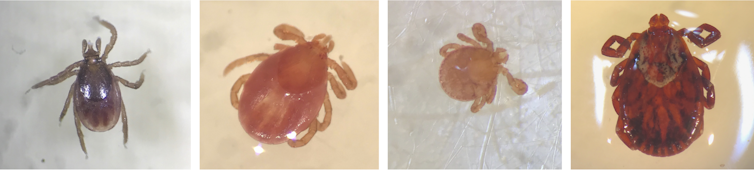 Adult female blacklegged tick, adult female bird tick, rabbit tick larva, and adult female dog tick taken under a dissecting microscope.