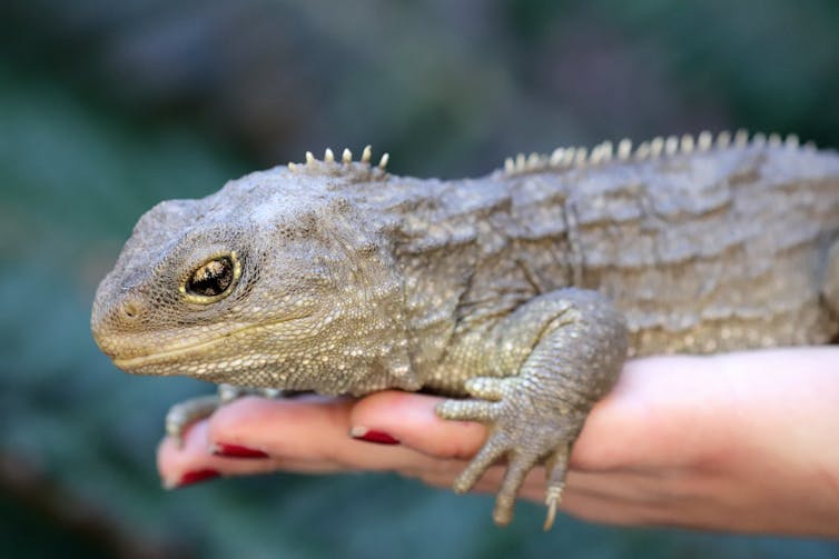 Tuatara, a reptile found only in New Zealand.