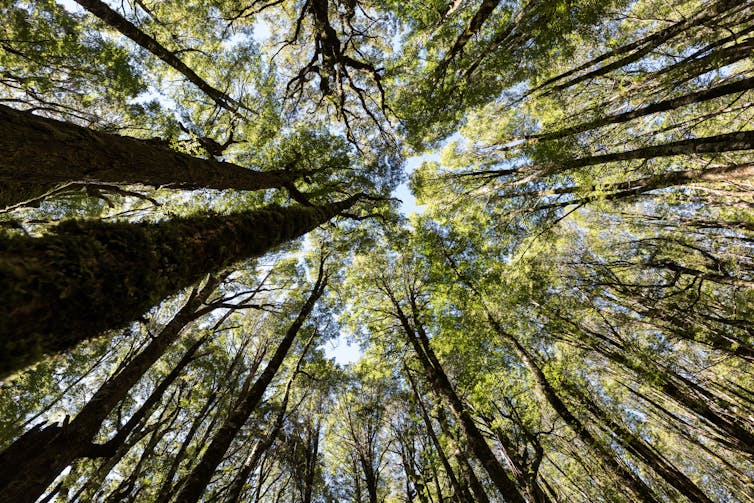 Looking up into the canopy of beech trees.