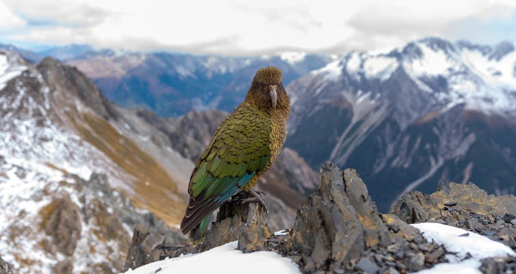 The alpine parrot kea