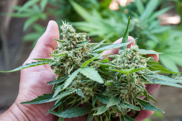 A hand holds cannabis plants.