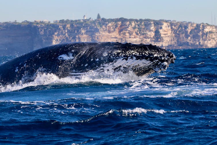 Humpback whales have been spotted 'bubble-net feeding' for the first time in Australia (and we have it on camera)