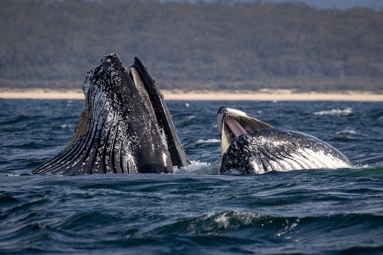Humpback whales have been spotted 'bubble-net feeding' for the first time in Australia (and we have it on camera)