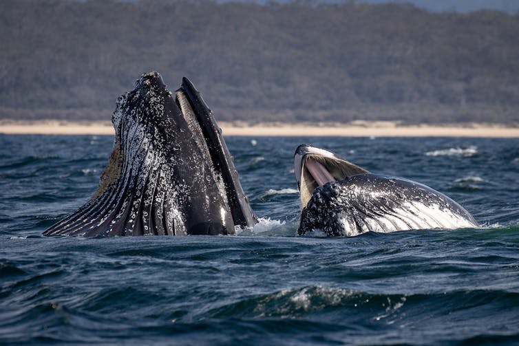 Humpback whales have been spotted 'bubble-net feeding' for the first time in Australia (and we have it on camera)