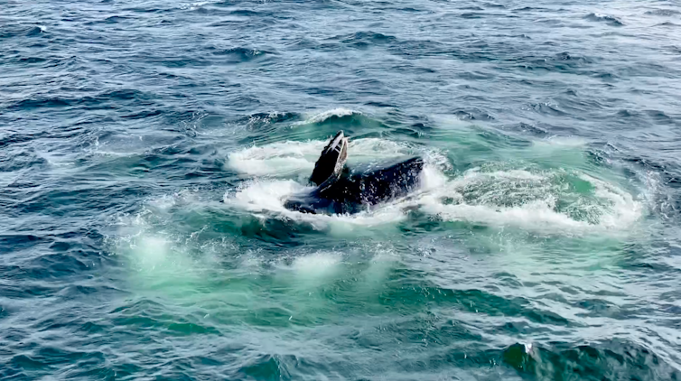 Humpback whales have been spotted 'bubble-net feeding' for the first time in Australia (and we have it on camera)