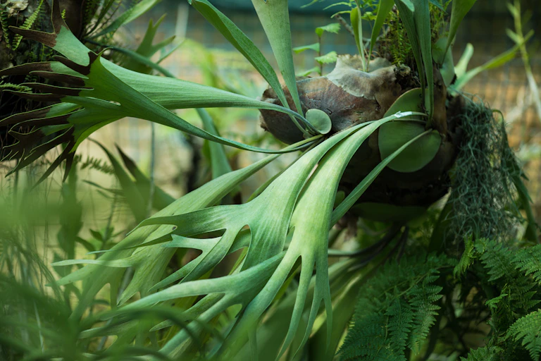 Stag horn fern