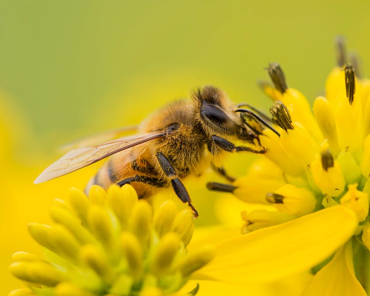 Abeja recolectando polen.