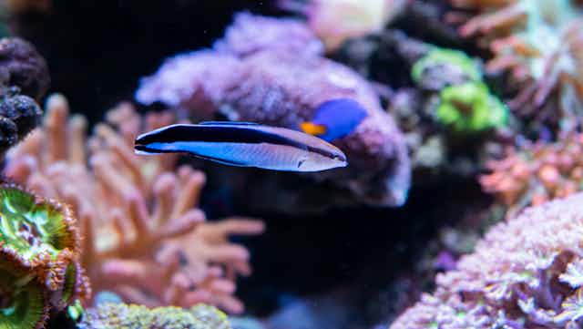 A bluestreak cleaner wrasse in an aquarium.
