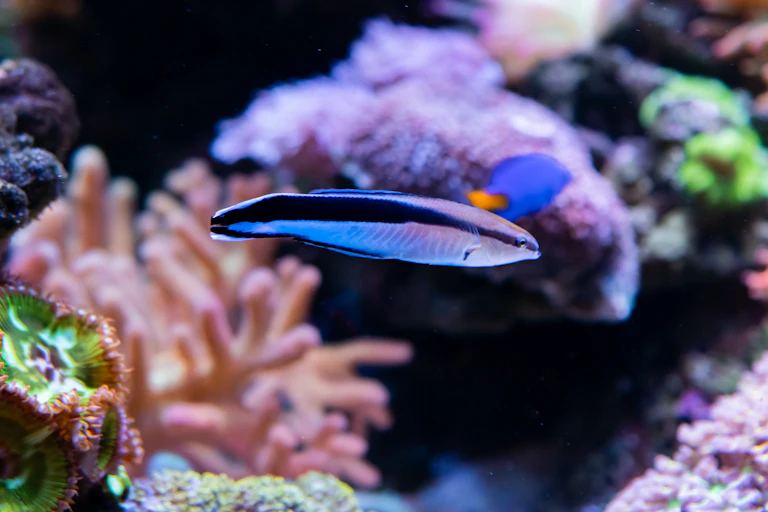 A bluestreak cleaner wrasse in an aquarium.