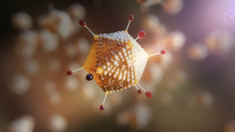 An adenovirus particle looks like a 20-sided die with small protrusions.