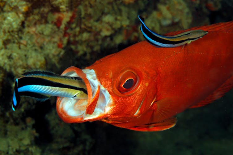 two small cleaner wrasses on a bigger orange lunar-tailed bigeye, including one in the mouth