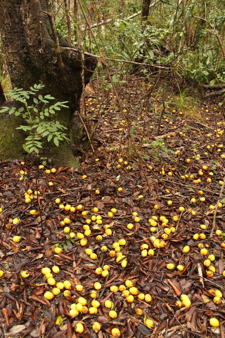 Los frutos de queule (_Gomortega keule_) caen al suelo cuando maduran en otoño, en ausencia de animales nativos que los consuman y transporten la semilla.