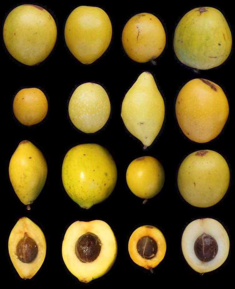 El gran tamaño del fruto de queule (3,5 a 5 centímetros de largo) y su abundante pulpa comestible, lo hacen atractivo para el ganado.