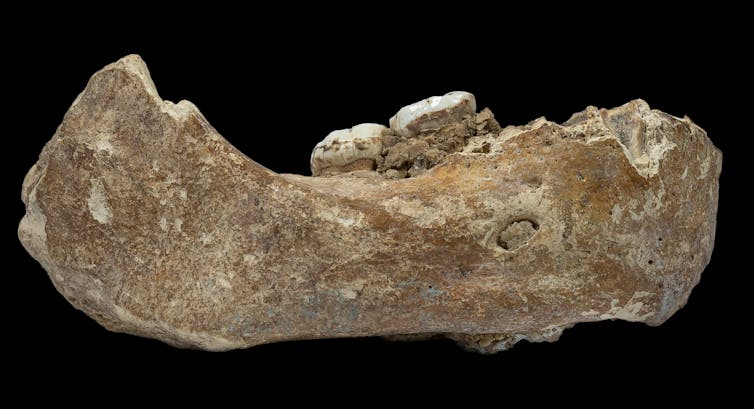 Denisovan jaw fossil.