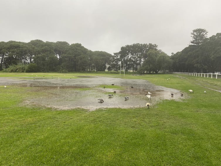 After the floods, stand by for spiders, slugs and millipedes – but think twice before reaching for the bug spray