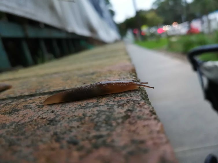 After the floods, stand by for spiders, slugs and millipedes – but think twice before reaching for the bug spray