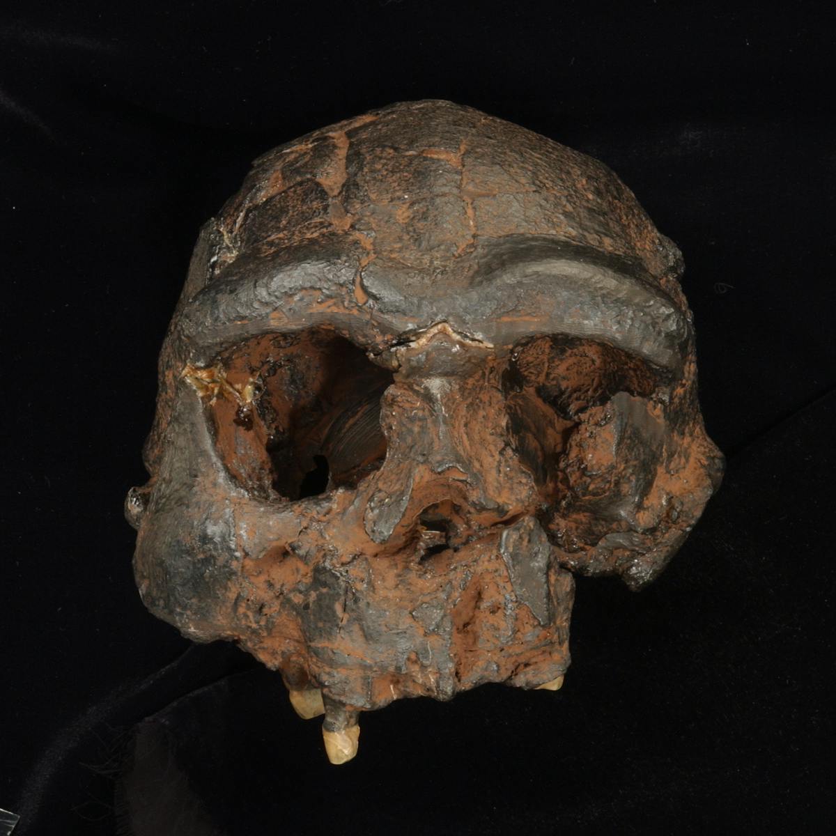 Evolutionary Study Suggests Prehistoric Human Fossils Hiding In Plain Sight In Southeast Asia