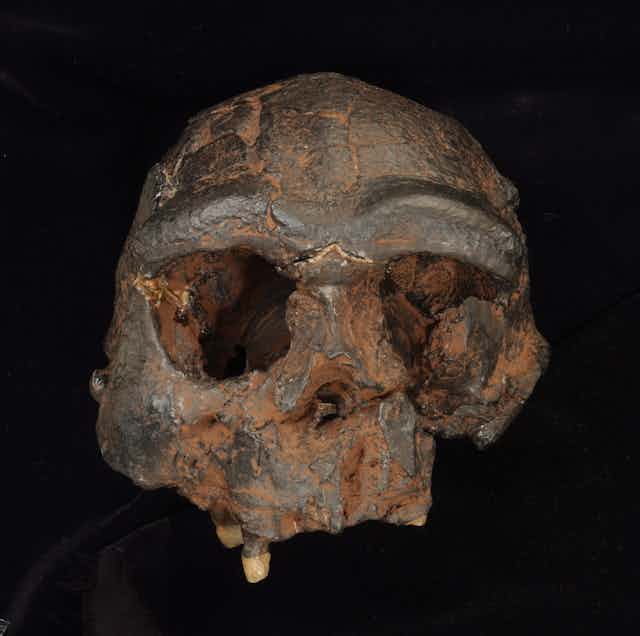 A Homo erectus skull from Java, Indonesia