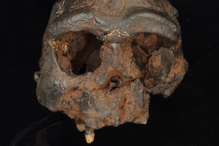 A Homo erectus skull from Java, Indonesia