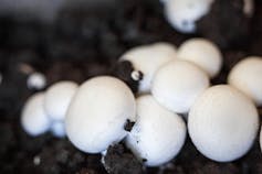 White-button mushroom