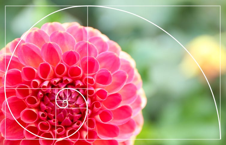 Dahlia flower with golden ratio spiral overlayed.