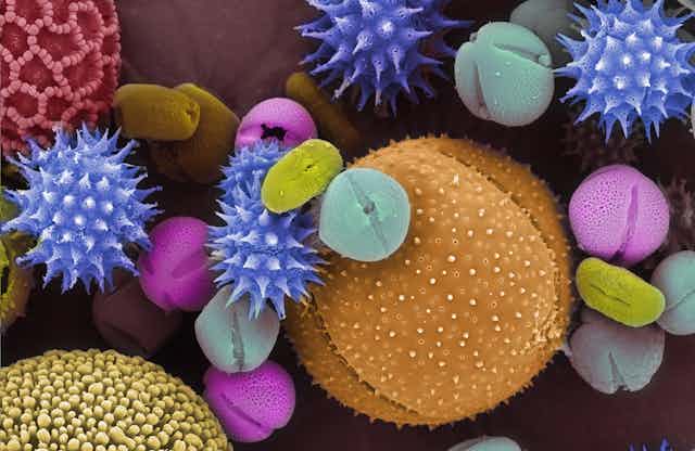 Pollen grains shown through a scanning electron microscope and colorized