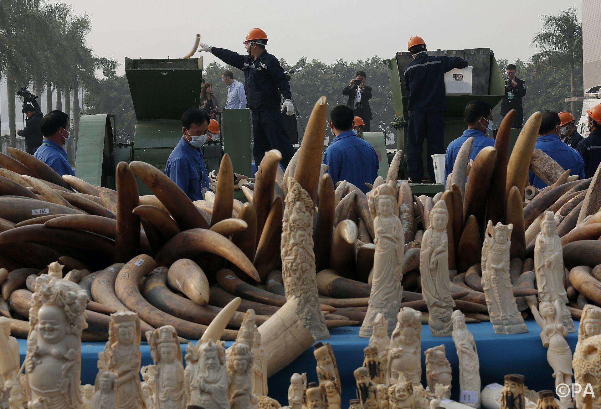 Global Ivory Trade Has Been Banned For Decades So Why Are There Still   Z569pz9s 1389807927 