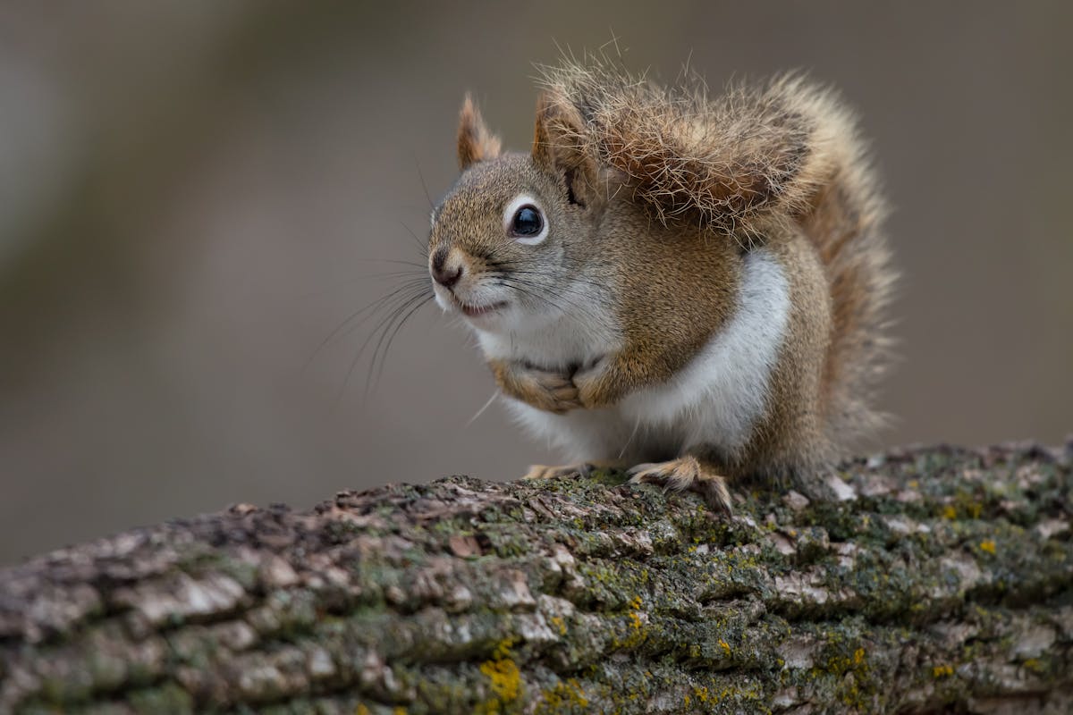 Australsk person eftertænksom puls Red squirrels, socially distant by nature, teach us the value of good  neighbours