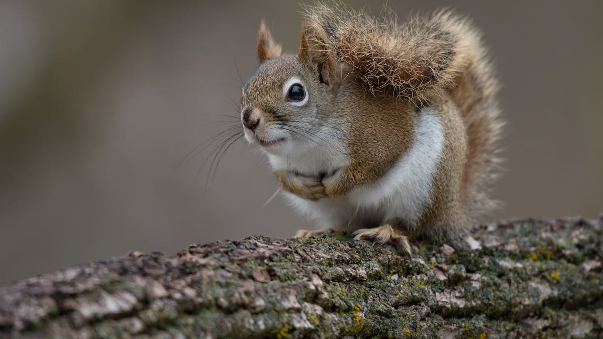 Red squirrels, socially distant by nature, teach us the value of good  neighbours