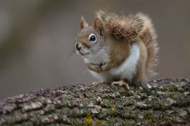 A red squirrel with its tail held high on a branch