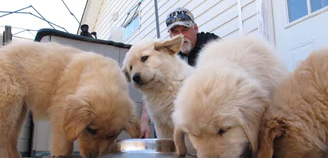 Puppies share a bowl of kibble while a trainer watches.