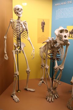 An upright human skeleton next to a gorilla skeleton on all fours.