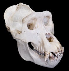 A gorilla skull showing the tall saggital crest on top.