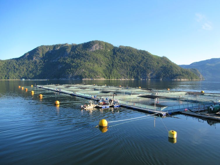 Floating salmon pens off Canadian coast.