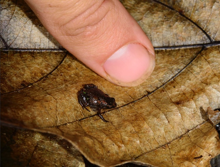 Frog on a leaf with a human finger next to it to show relative size
