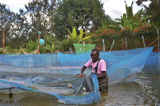 Farming fish in fresh water is more affordable and sustainable than in the  ocean