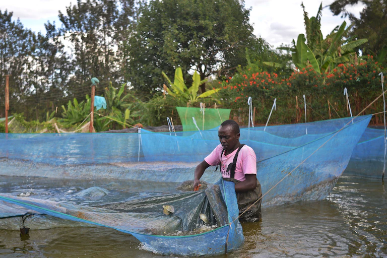 Man in waders stands in pond collecting fish.