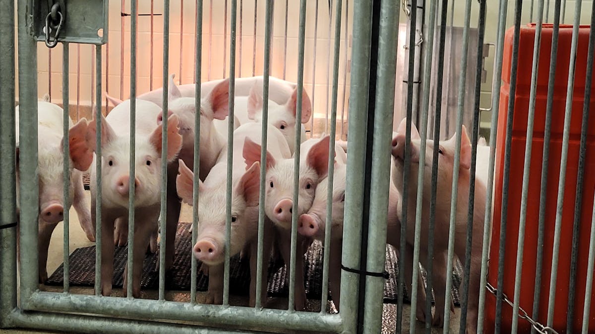 We're creating 'humanized pigs' in our ultraclean lab to study human  illnesses and treatments