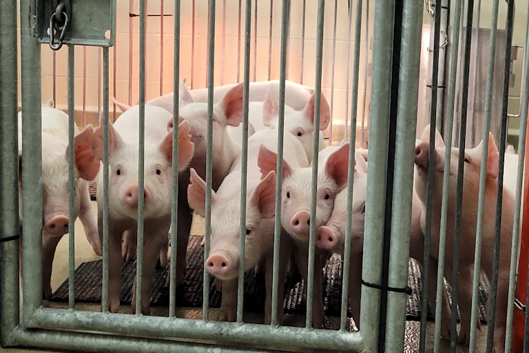 Nice pigs poke thier noses out of a large cage.