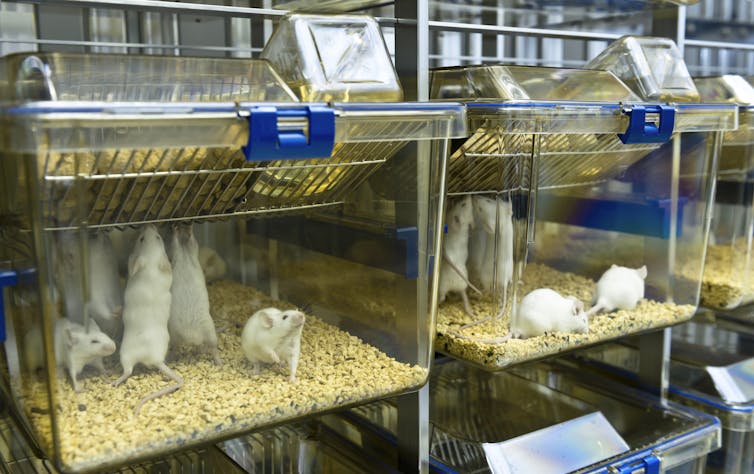 A rack of clear enclosures containing mice in a laboratory setting.